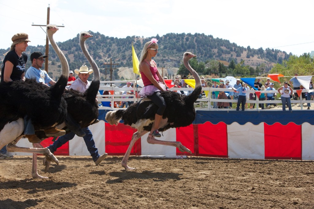 Riders racing ostriches is