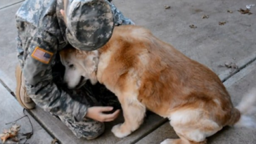 Returning soldier surprise his dog